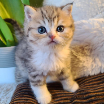 Scottish Fold/Straight kittens