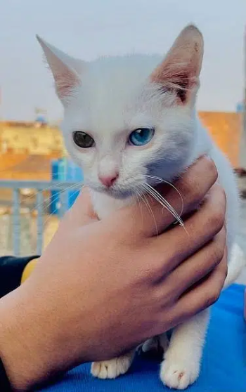 Odd Eyes White Persian Female Cat