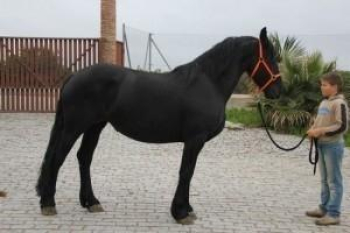 Frisian Horse