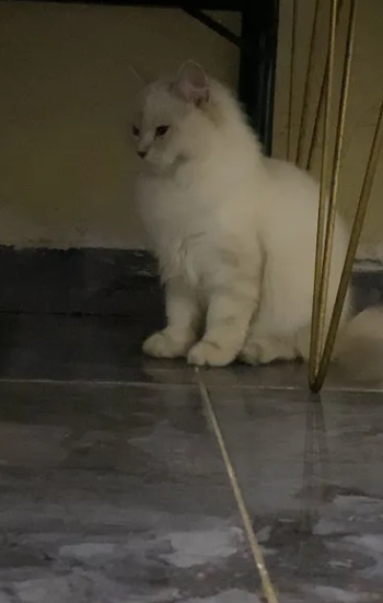 قط شيرازي نوعه ذكر