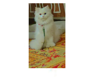 percian cat