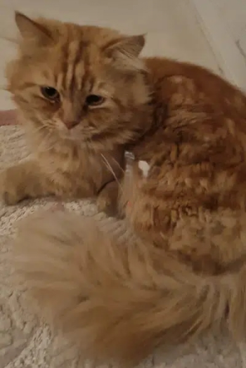 قطة للتبني