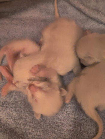 Pure bred Siamese kittens