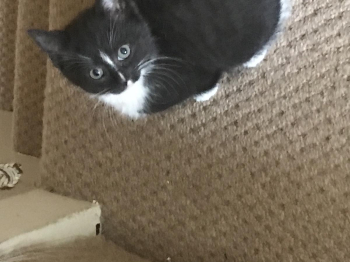9 week old kittens