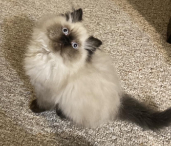 Female Himalayan Kitten