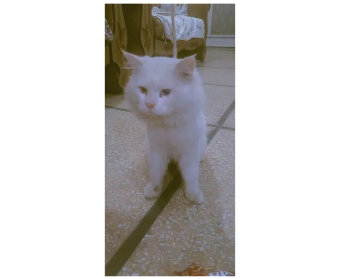 Persian odd eyes