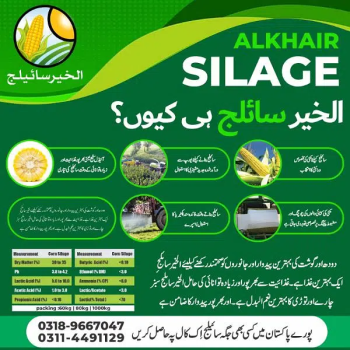 Al khair silage